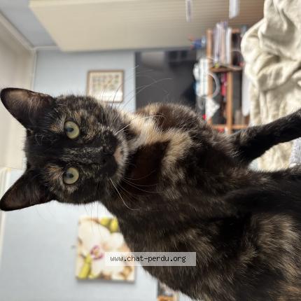 Photo 1/1 pti chat Chat perdu à Chatou