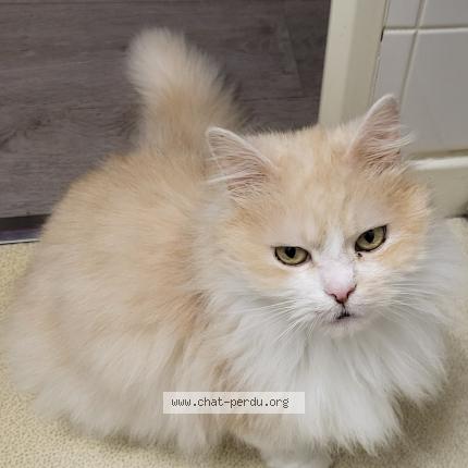 Photo 1/1 Gucci Chat perdu à Cosne cours sur loire