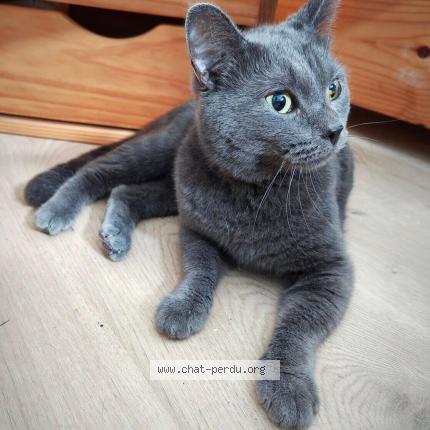 Photo de chat perdu à Bourges