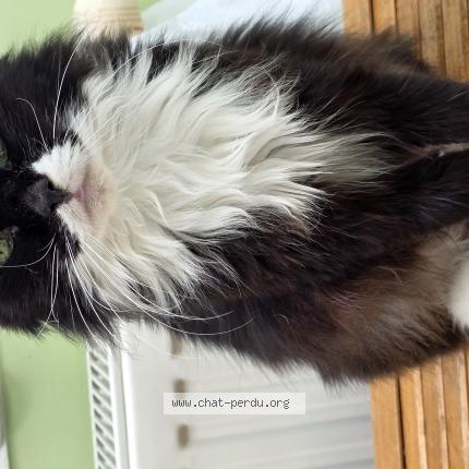 Photo 1/1 Duchesse Chat perdu à Villeneuve d ascq