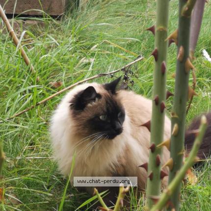Photo 1/1 Chat retrouvé Perdu à Hoenheim