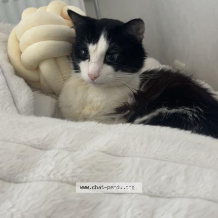 Photo 1/2 Mishka Chat perdu à Montauban