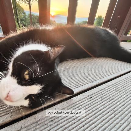 Photo de chat perdu à Nonglard