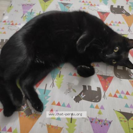 Photo 1/1 Chat retrouvé Perdu à Besancon