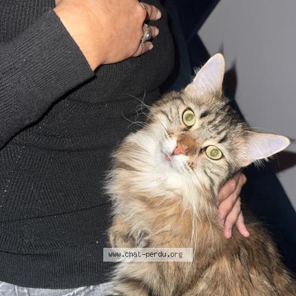 Photo 1/1 Tara Chat perdu à Villebois