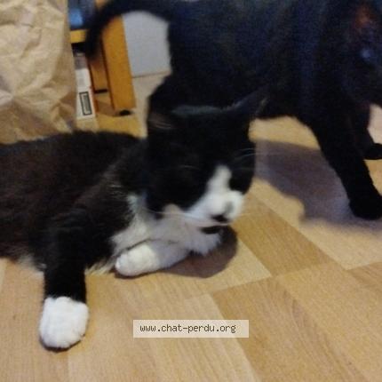 Photo 1/1 Gugus Chat perdu à Firminy