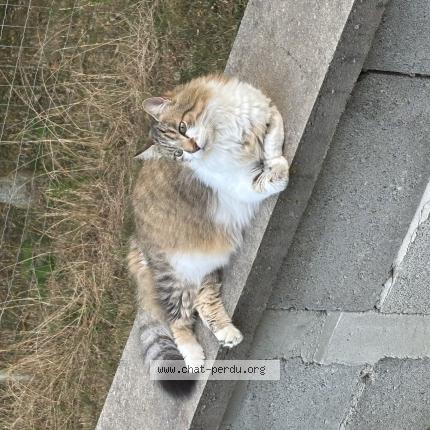 Photo 1/1 Misty Chat perdu à Gillonnay