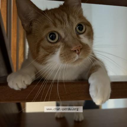 Photo 1/1 Plum Chat perdu à Bauvin