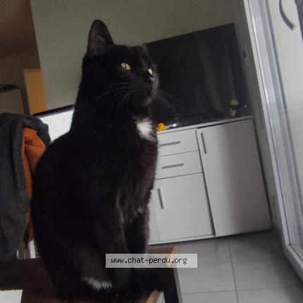 Photo 1/1 Fripouille Chat perdu à Toulouse