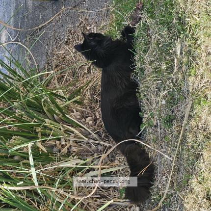 Photo de chat perdu à Conde Sur Ifs
