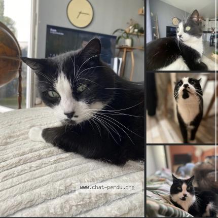 Photo de chat perdu à Herissart
