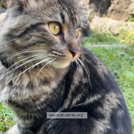 Photo 1/1 Cookie Chat perdu à Conques sur orbiel