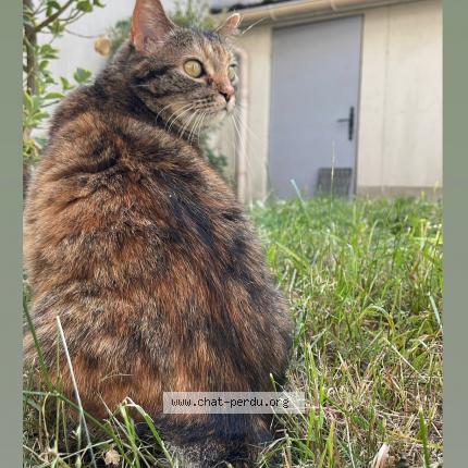 Photo 1/1 Chat retrouvé Perdu à Gagny
