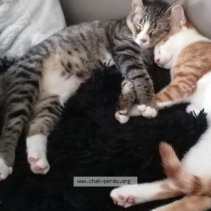 Photo 1/1 Lala Chat perdu à Faverges de la tour