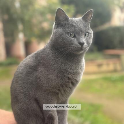 Photo 1/1 Chat retrouvé Perdu à Toulouse