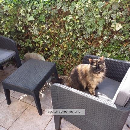 Photo de chat perdu à Toulouse