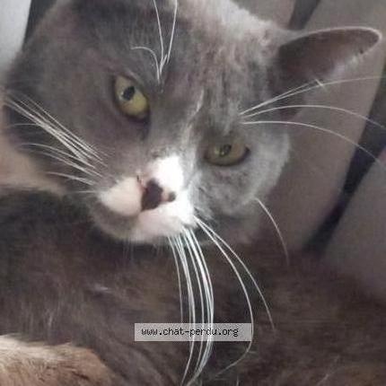 Photo 1/1 Prince Chat perdu à Vitrolles