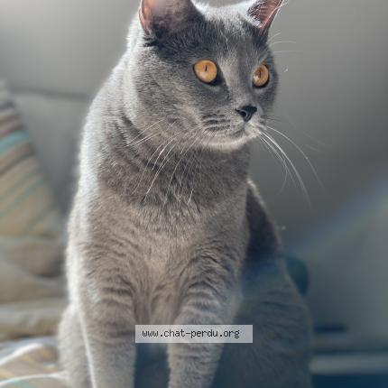 Photo de chat perdu à Paris