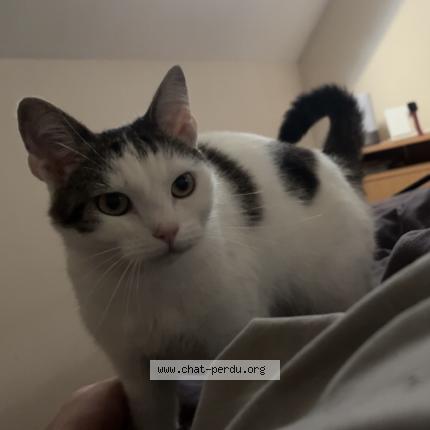 Photo de chat perdu à Chassemy