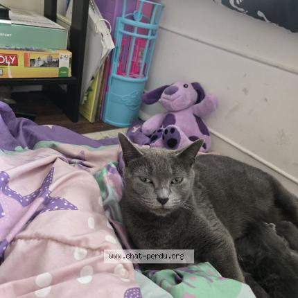 Photo 1/1 Lylo Chat perdu à Joliette