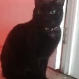 Photo de chat retrouvé à Bogota