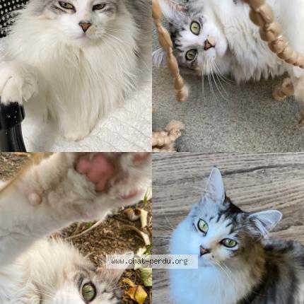 Photo 1/1 Natsu Chat perdu à Beziers