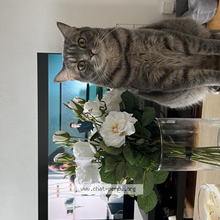 Photo 1/1 Ulysse Chat perdu à Bruz