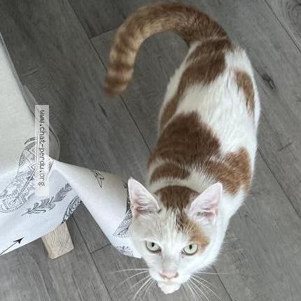 Photo de chat perdu à Caudebec Les Elbeuf