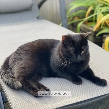 Photo 1/1 Chat retrouvé Perdu à Bordeaux