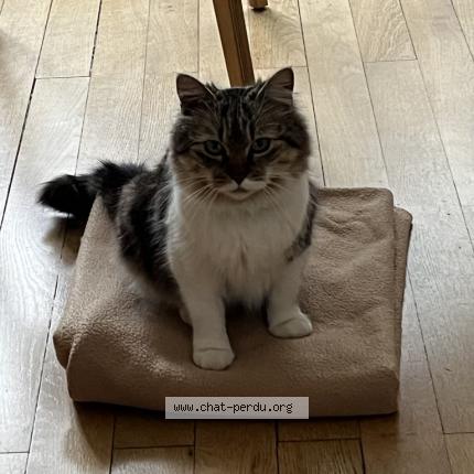 Photo de chat perdu à Gleize