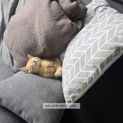 Photo de chat trouvé à Limoges