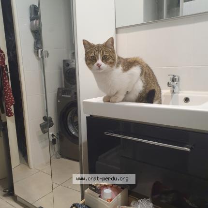 Photo de chat perdu à Chateauneuf Le Rouge