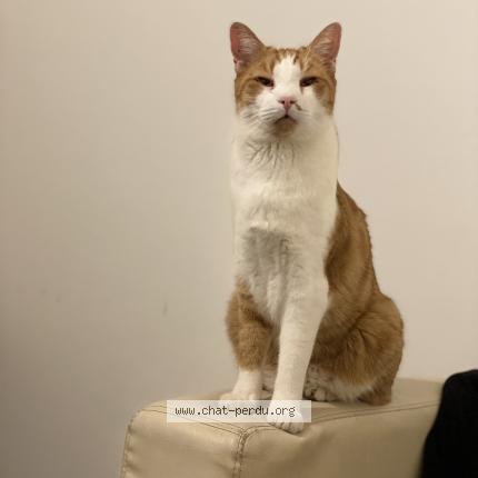 Photo de chat perdu à Draguignan