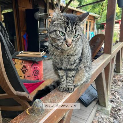 Photo 1/1 Chat retrouvé Perdu à Meung Sur Loire