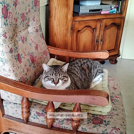 Photo 1/1 Kofi Chat perdu à Chabreloche