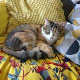 Photo de chat perdu à Le Pecq