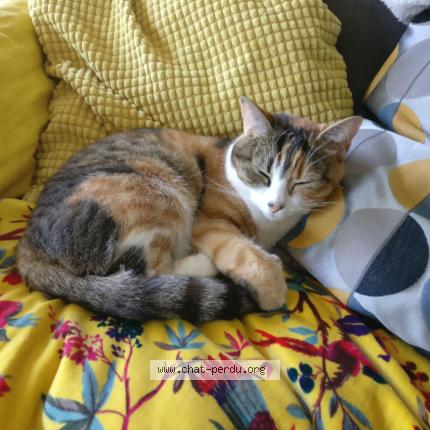 Photo 1/1 Chat retrouvé Perdu à Le pecq