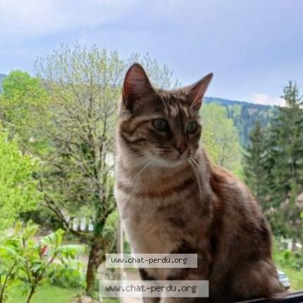 Photo 1/1 Gala Chat perdu à Cogna