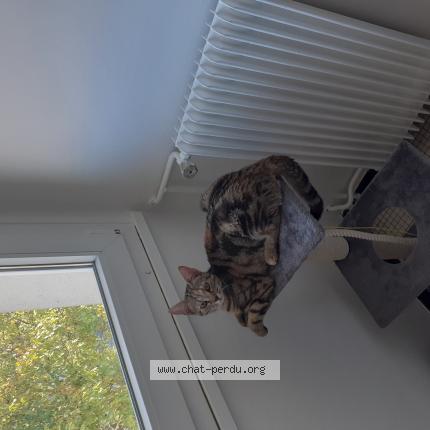 Photo 1/1 gilles maximy Chat perdu à Epernay