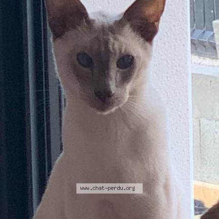 Photo de chat perdu à Juvignac