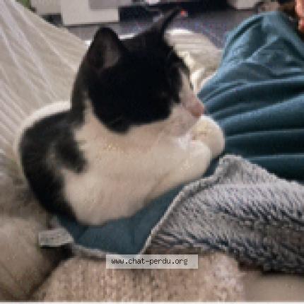 Photo 1/1 PIANO Chat perdu à Lauret