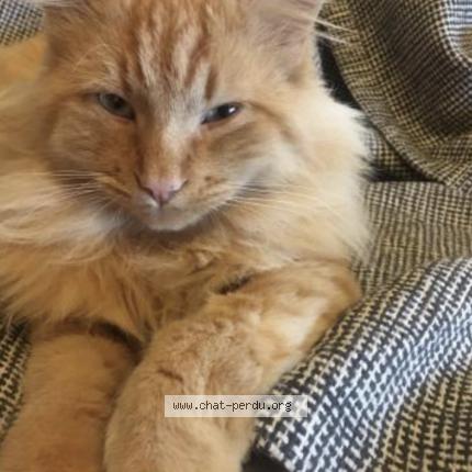 Photo 1/1 archi Chat perdu à Montrottier