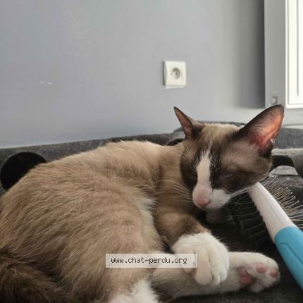 Photo de chat perdu à Grenoble