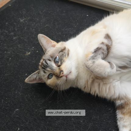 Photo 1/1 Nuggets Chat perdu à Le gua