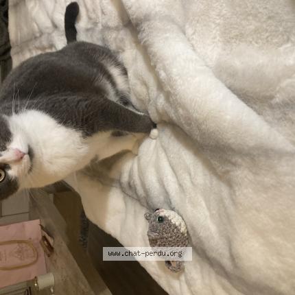 Photo 1/1 Yuna Chat perdu à Ingersheim