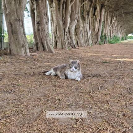 Photo 1/1 Minouch Chat perdu à Cuverville