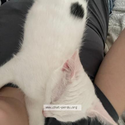 Photo 1/1 Chat retrouvé Perdu à Perigueux
