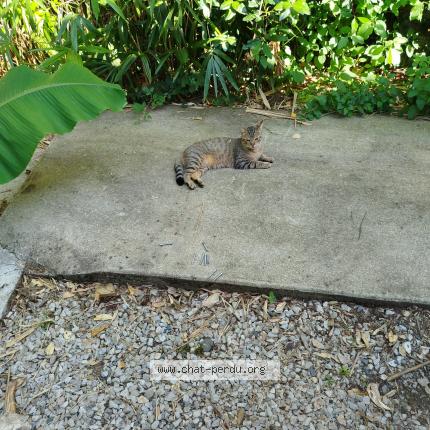 Photo 1/1 arrakis Chat perdu à Graulhet 81300