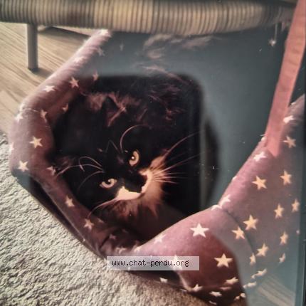 Photo de chat perdu à Toulouse