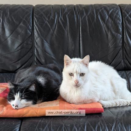 Photo 1/1 Chat retrouvé Perdu à Clermont ferrand